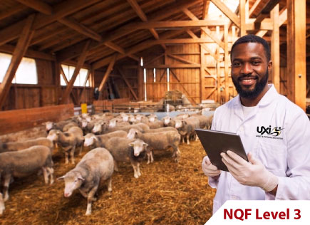 Abattoir Supervisor