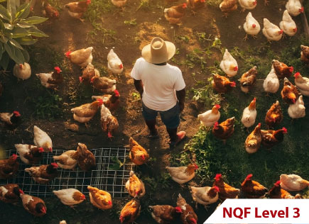 Poultry Farmer